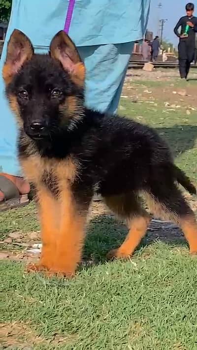 German Shepherd male puppy for sale