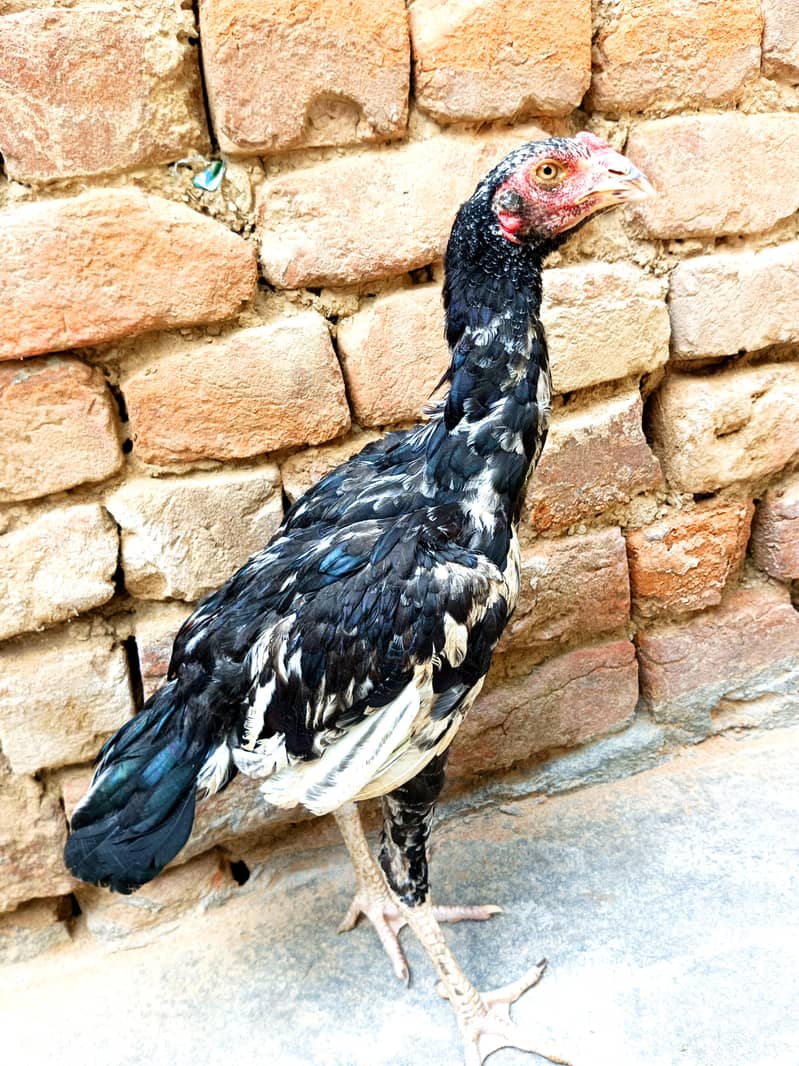 Aseel Lasani patha 0