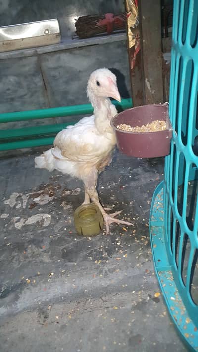 Aseel Adult Trio Set ||  Heera Aseel Chick