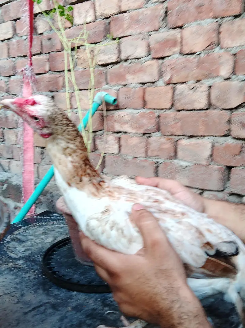 Aseel Adult Trio Set ||  Heera Aseel Chick — photo 6