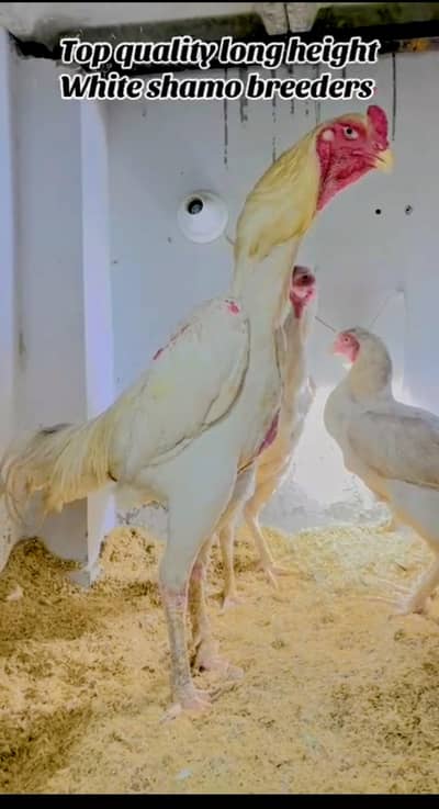 mashallah white German o shamo top quality trio urgent sale
