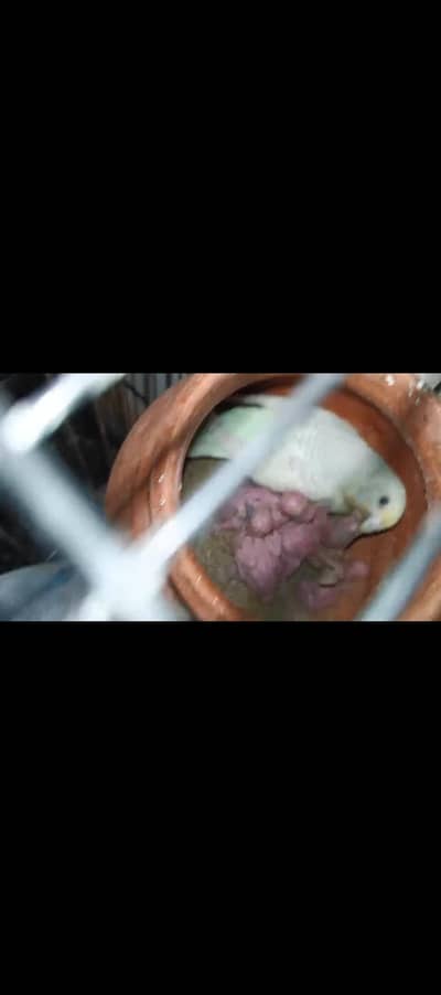Australian Pair with 4 Chicks Confirm Breeder