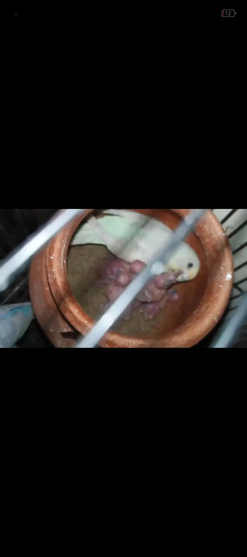 Australian Pair with 4 Chicks Confirm Breeder — photo 2