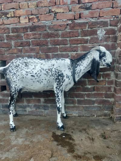 Desi makhi cheeni & Dogli bakri