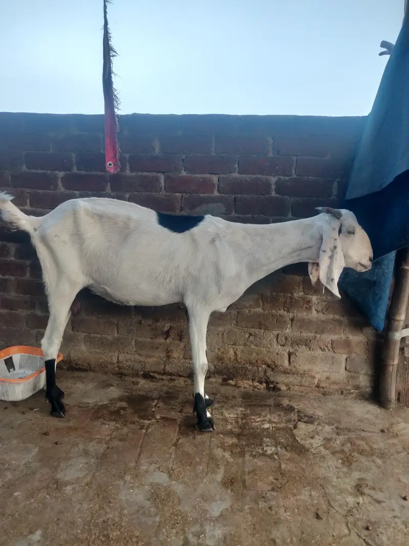 Desi makhi cheeni & Dogli bakri — photo 2