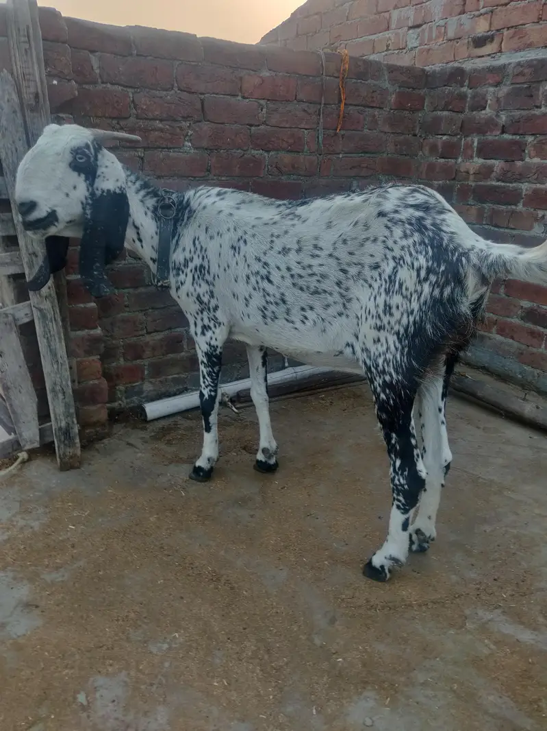 Desi makhi cheeni & Dogli bakri — photo 3