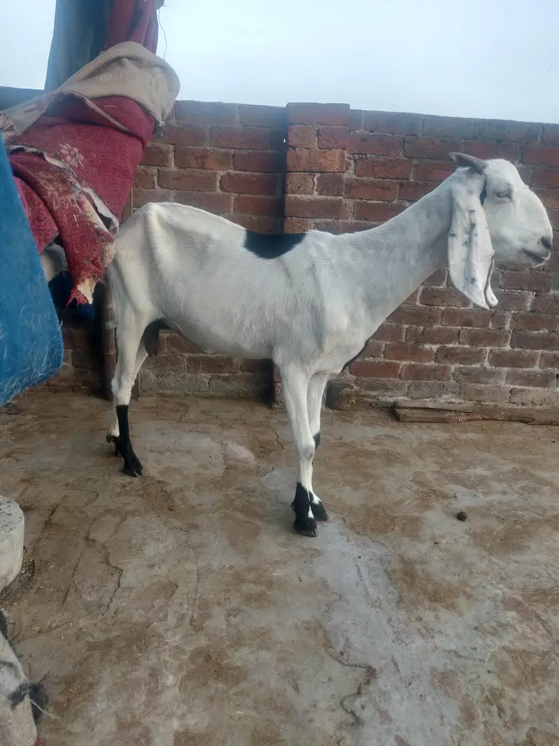 Desi makhi cheeni & Dogli bakri — photo 4