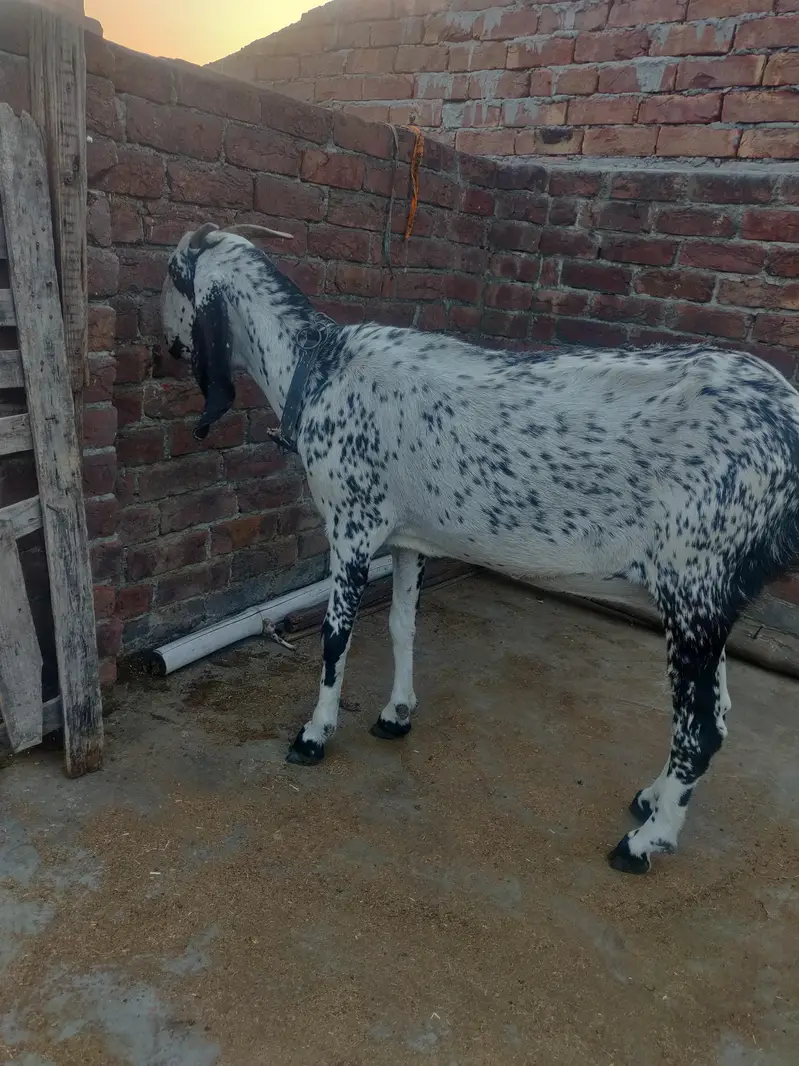 Desi makhi cheeni & Dogli bakri — photo 5