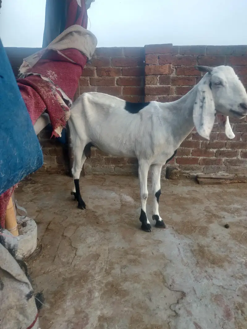 Desi makhi cheeni & Dogli bakri — photo 6