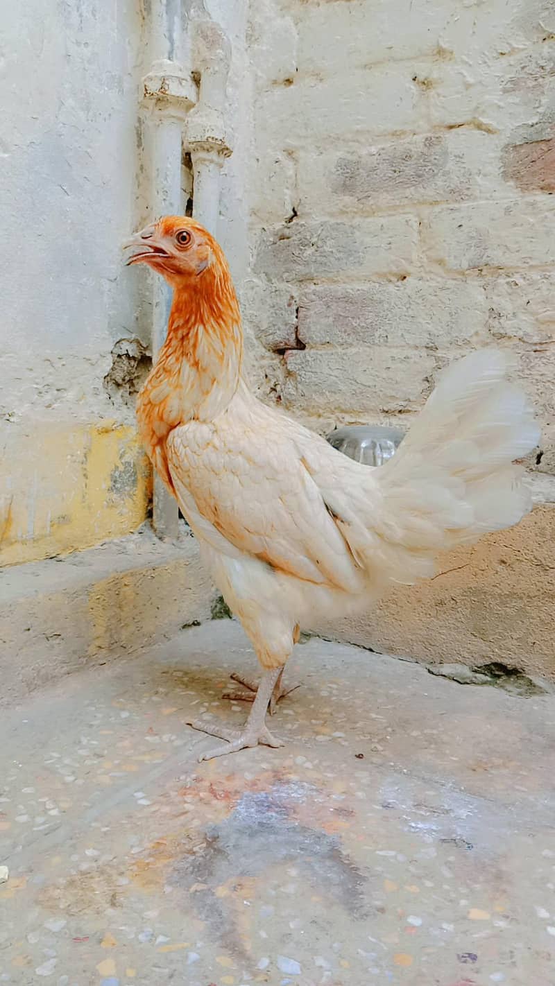 Desi hens 0
