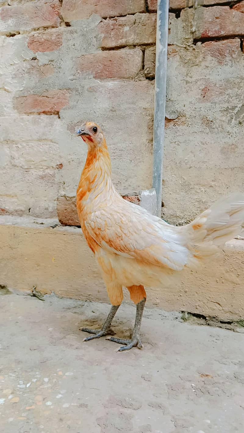 Desi hens 1
