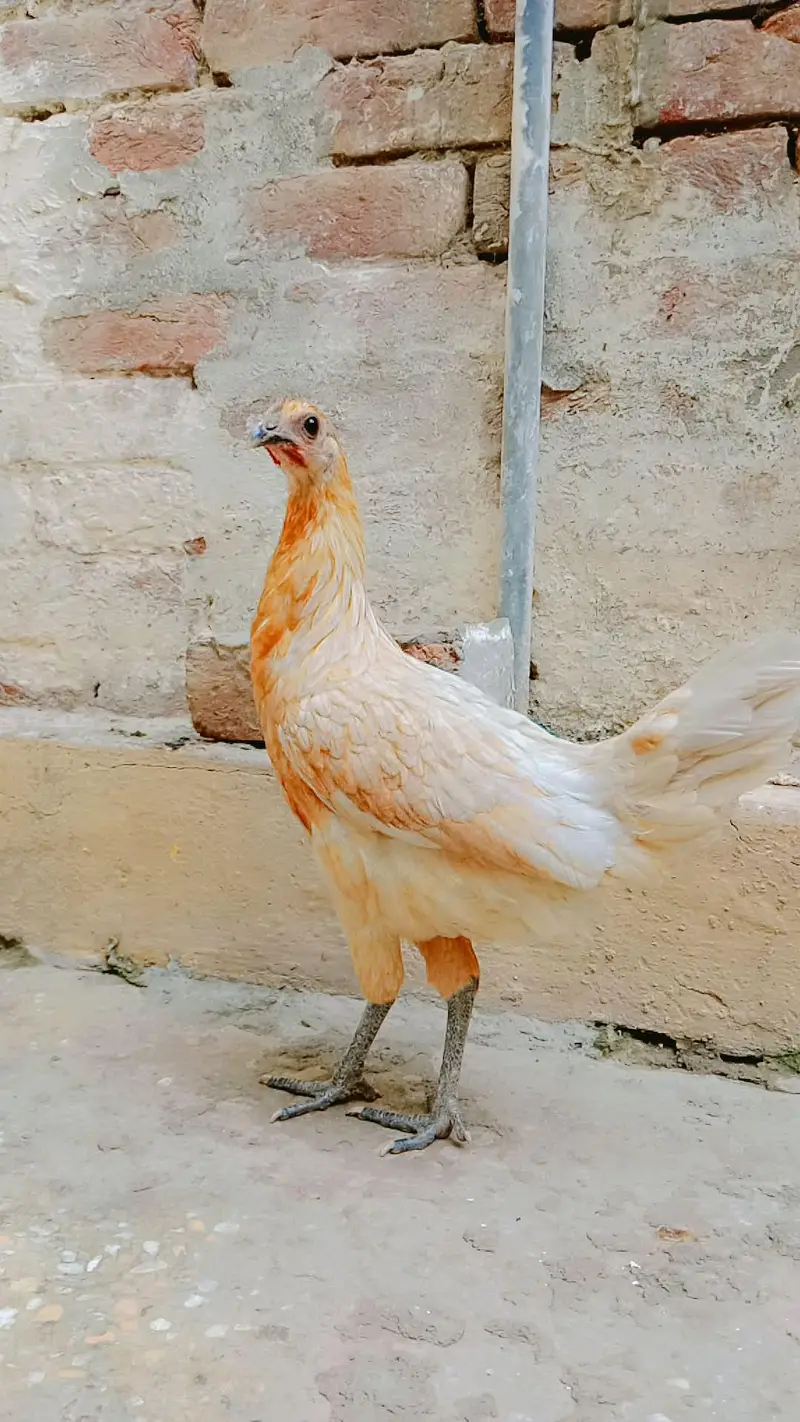 Desi hens — photo 2