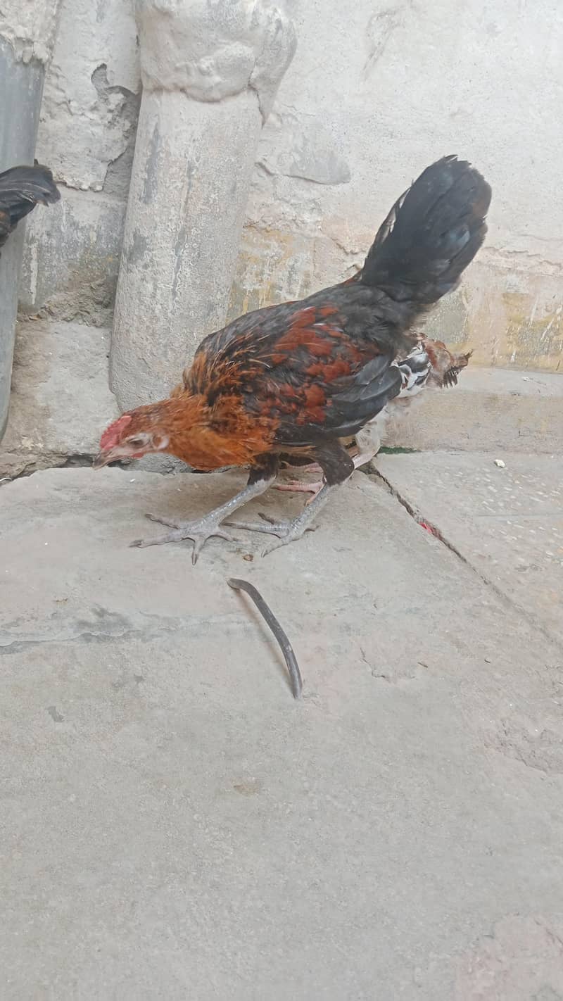 Desi hens 2
