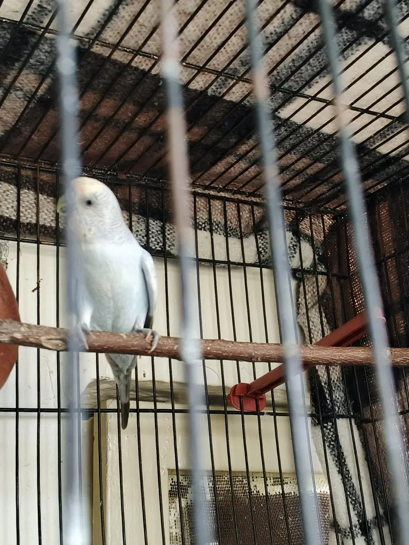 Australian Pair with 4 Chicks Confirm Breeder — photo 3