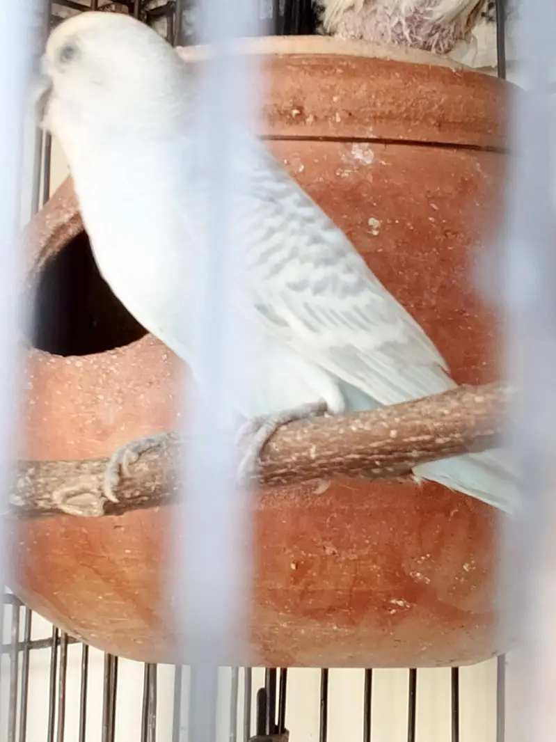 Australian Pair with 4 Chicks Confirm Breeder — photo 4