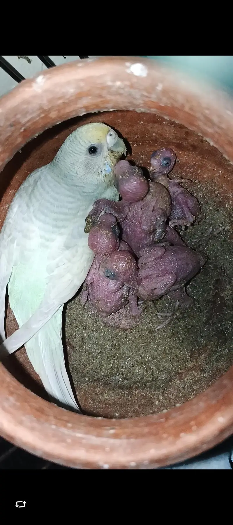 Australian Pair with 4 Chicks Confirm Breeder — photo 6