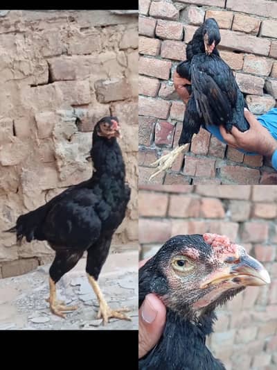 Lasani Madi Aseel black x high quality