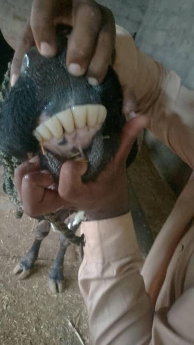 Cow for sale