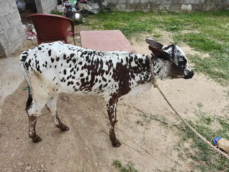 Cow for sale — photo 2