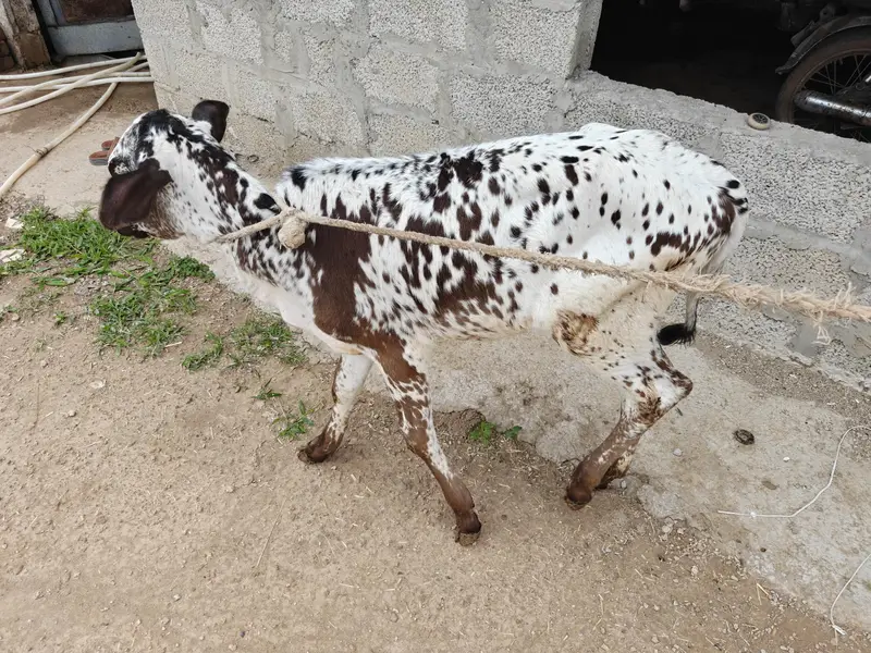 Cow for sale — photo 3