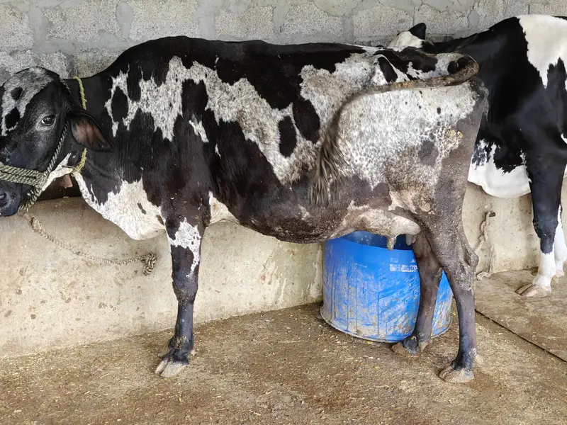 Cow for sale — photo 4