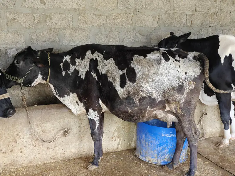 Cow for sale — photo 5