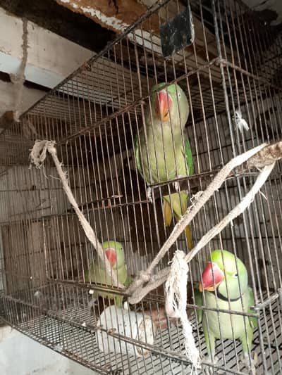 raw parrot for sale