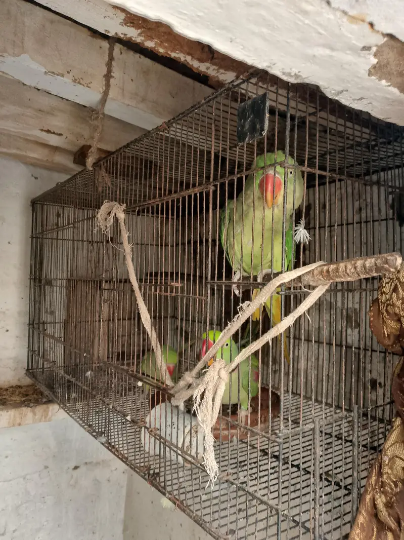 raw parrot for sale — photo 2