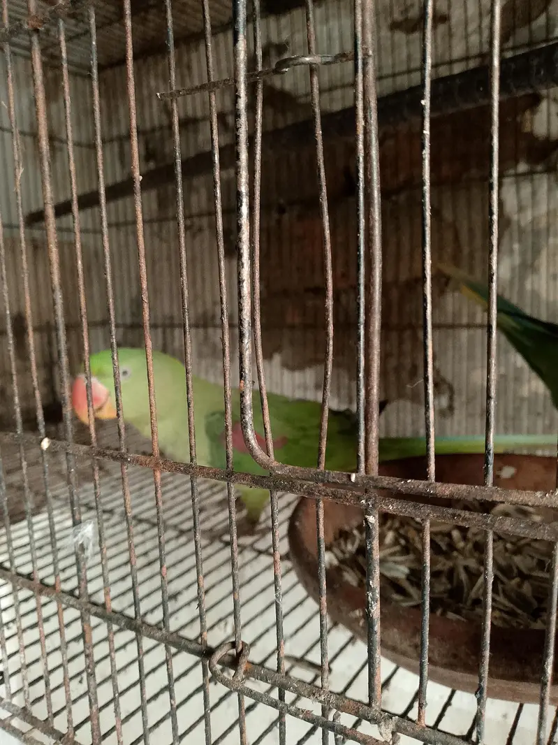 raw parrot for sale — photo 3