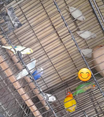 all breder pair for sale madni chowk kumharanwala multan