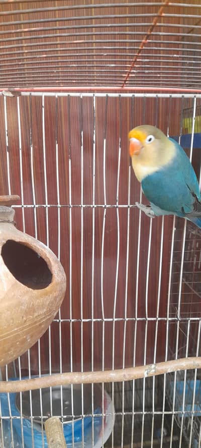 breder pair for sale madni chowk kumharanwala multan