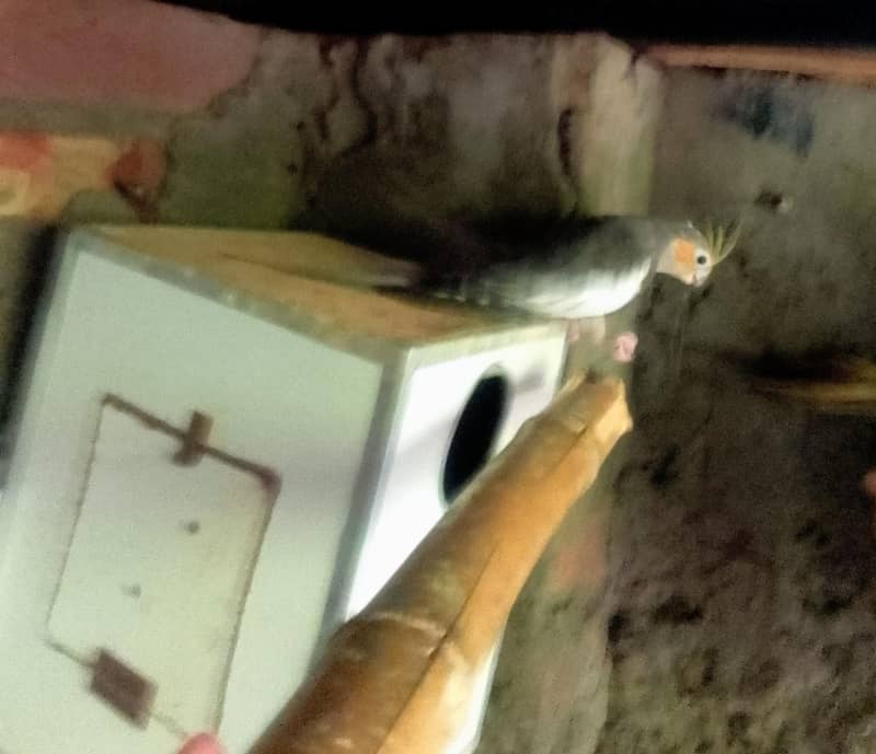 1 year parrot pair 0