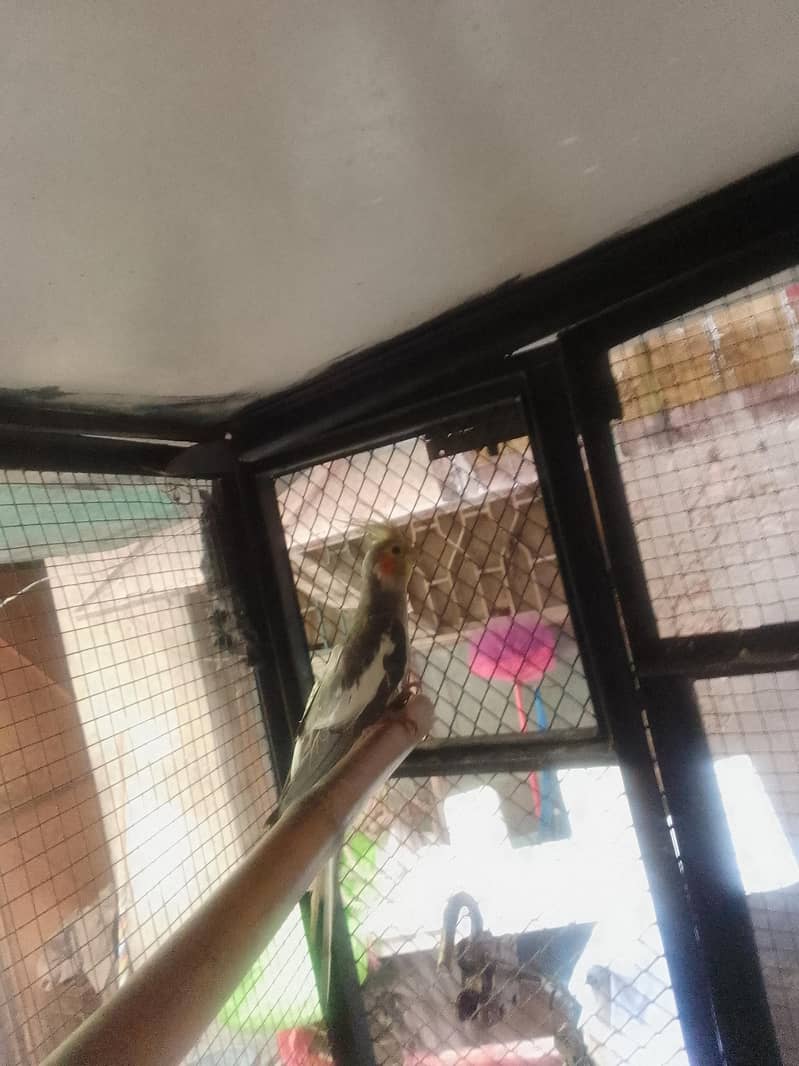 1 year parrot pair 1