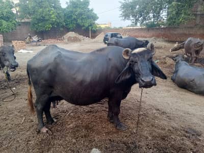 Gabban Buffalo