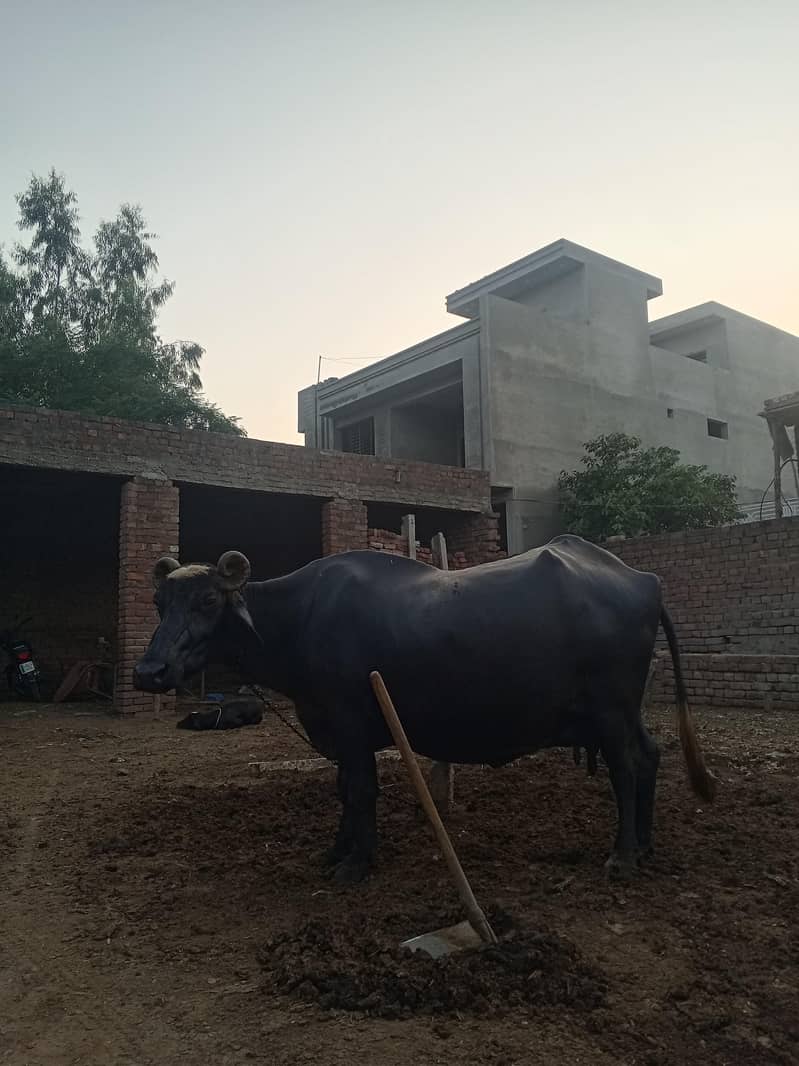 Gabban Buffalo ( WhatsApp available) 1