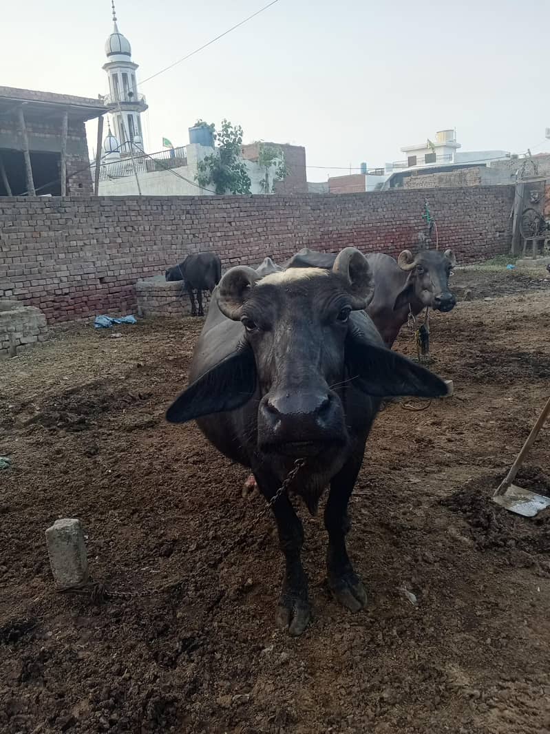 Gabban Buffalo ( WhatsApp available) 2