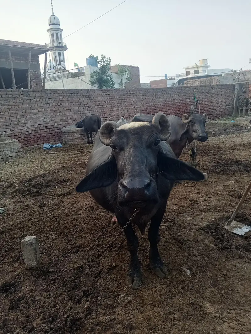Gabban Buffalo ( WhatsApp available) — photo 3