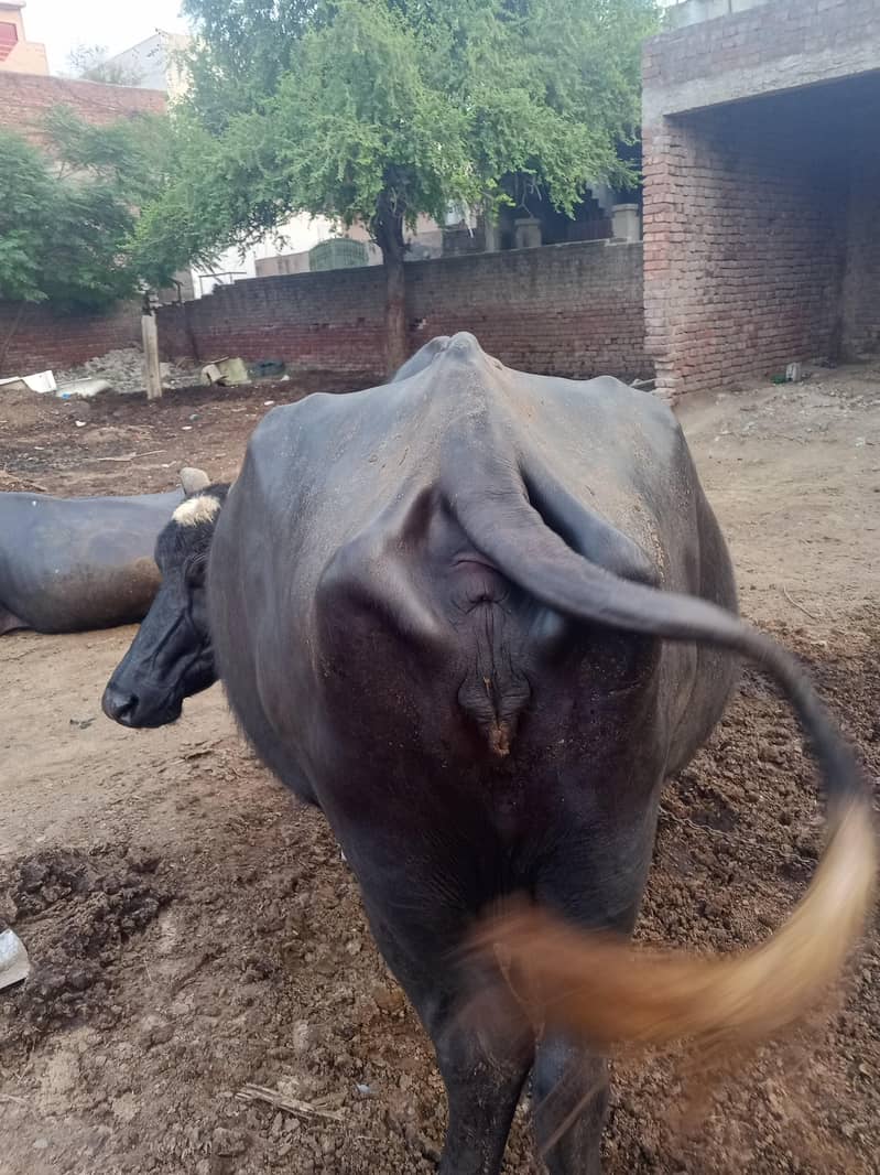 Gabban Buffalo ( WhatsApp available) 3