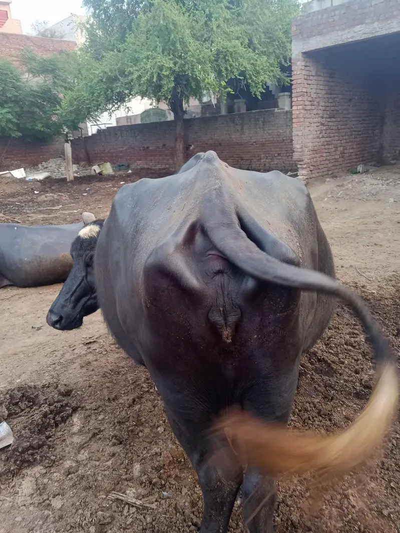 Gabban Buffalo ( WhatsApp available) — photo 4
