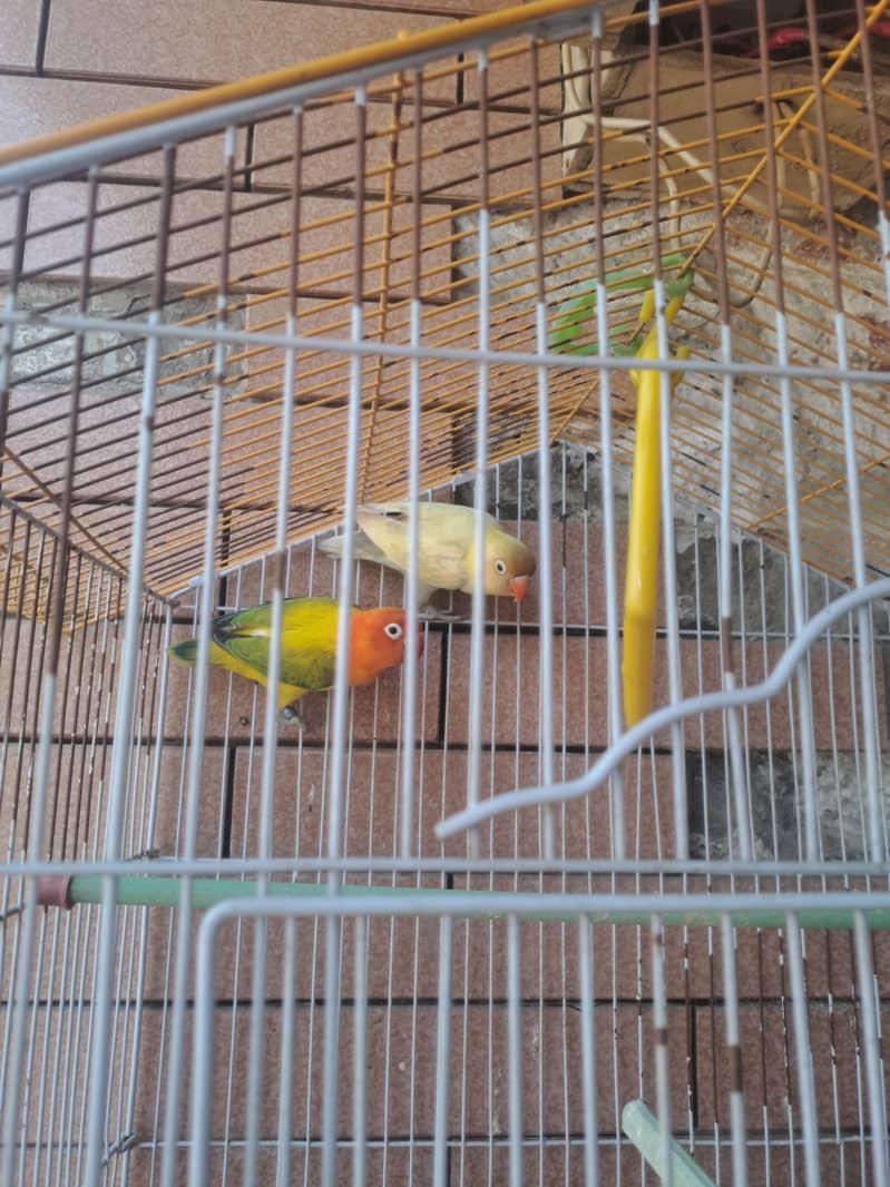 Cage + Love Bird pair 1