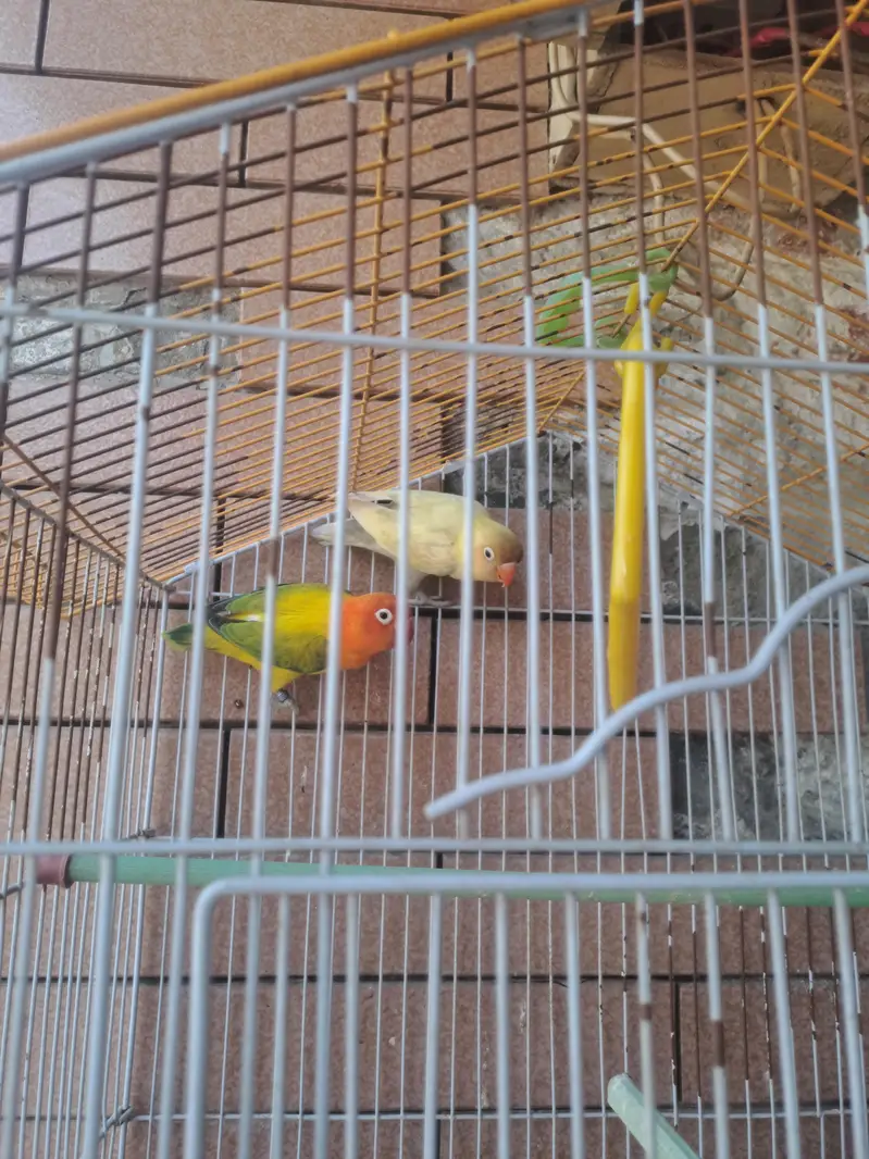 Cage + Love Bird pair — photo 2