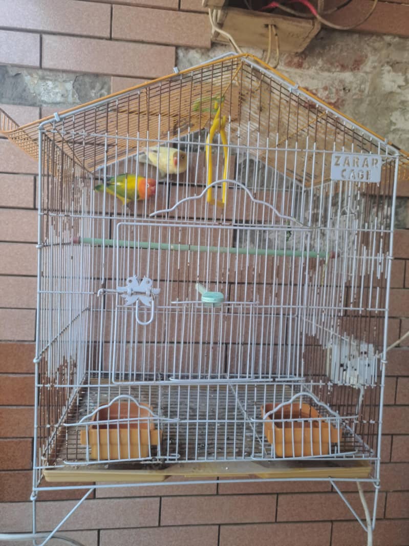 Cage + Love Bird pair 2