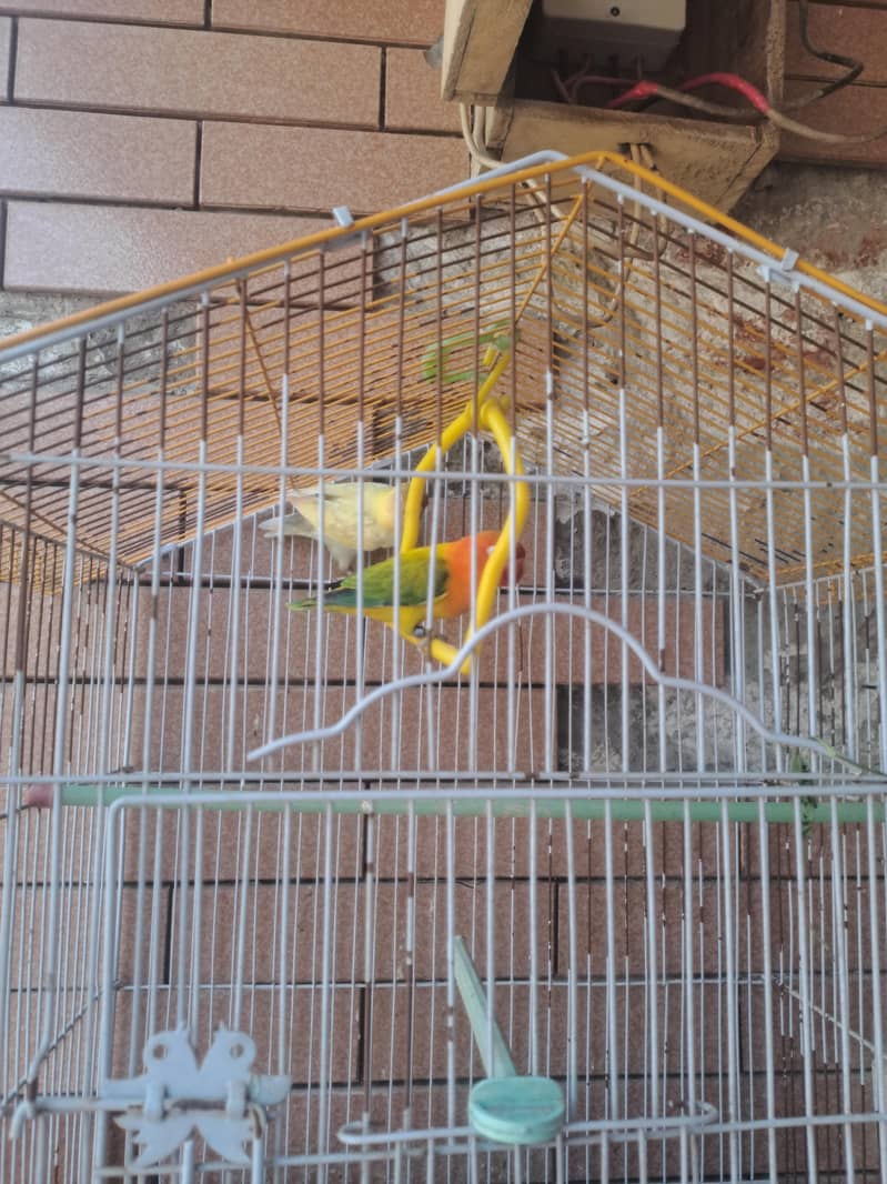 Cage + Love Bird pair 3