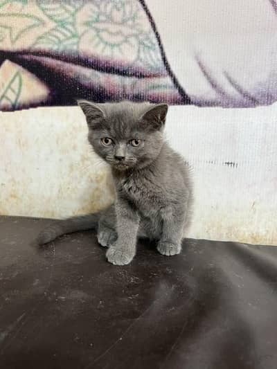 British short hair and kitten