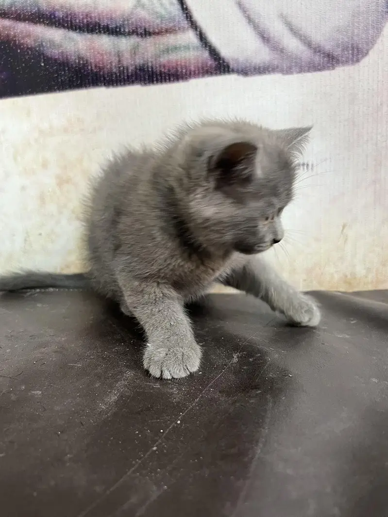 British short hair and kitten — photo 2