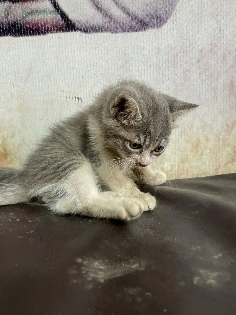 British short hair and kitten — photo 4