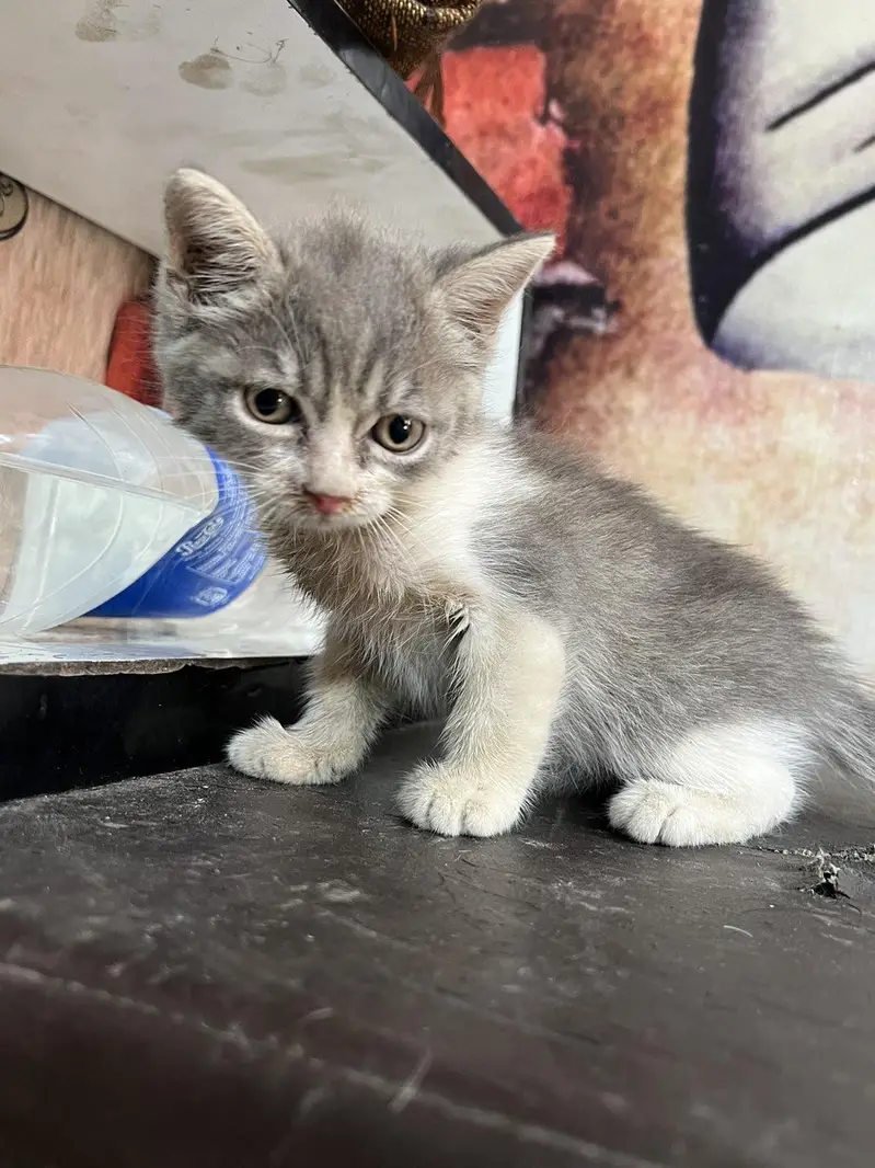 British short hair and kitten — photo 5