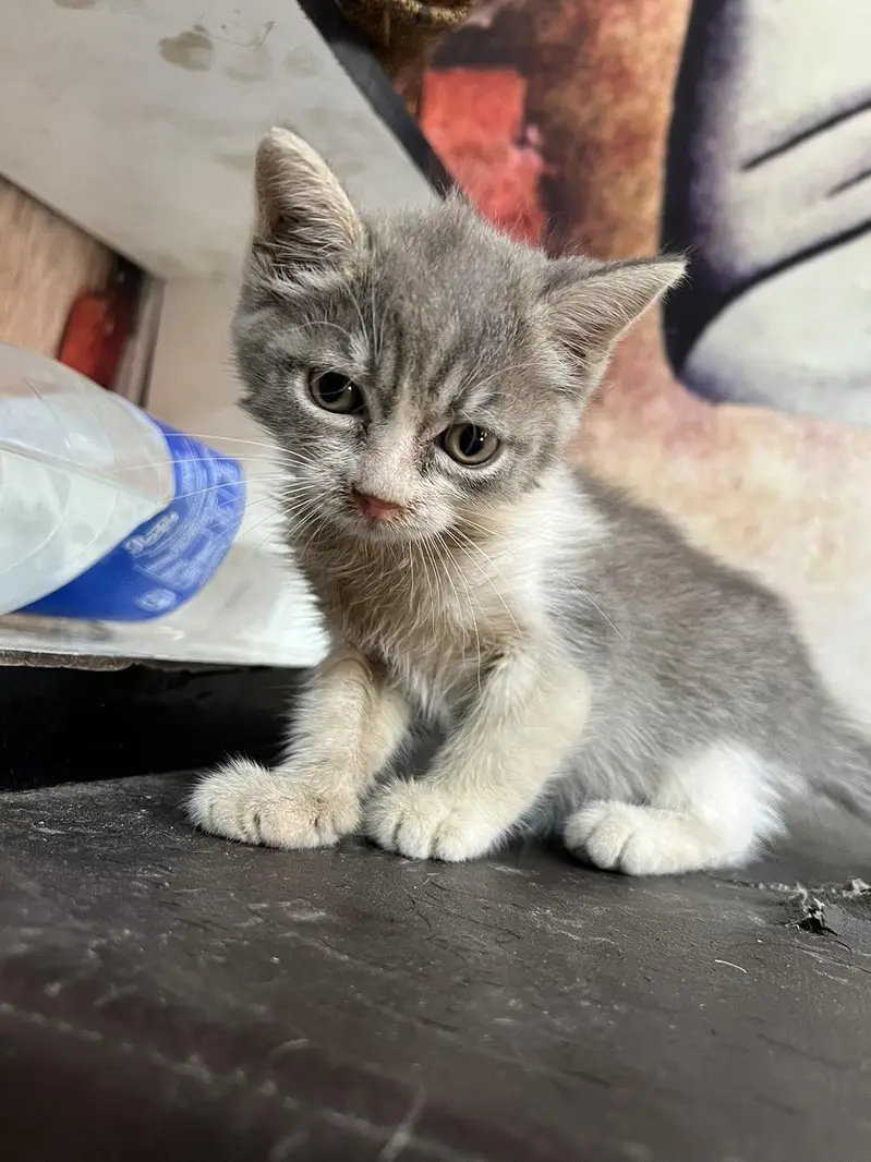 British short hair and kitten — photo 6