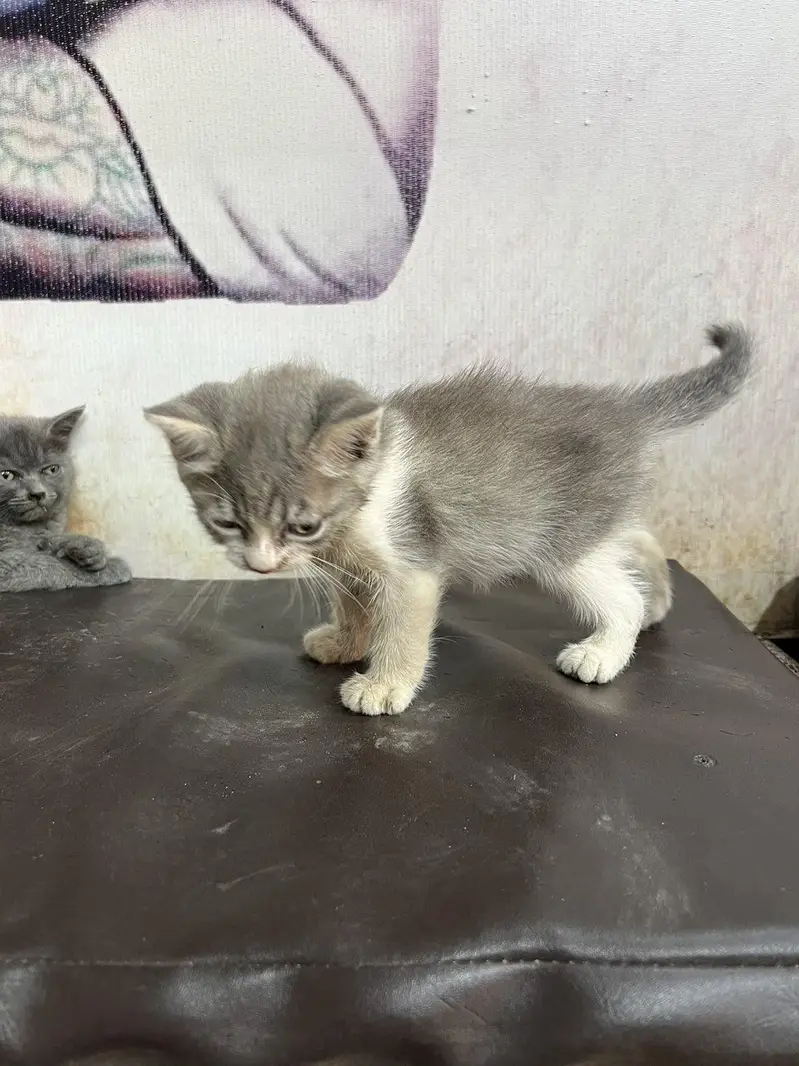 British short hair and kitten — photo 7