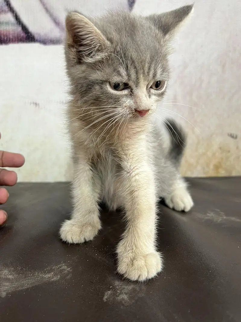 British short hair and kitten — photo 8